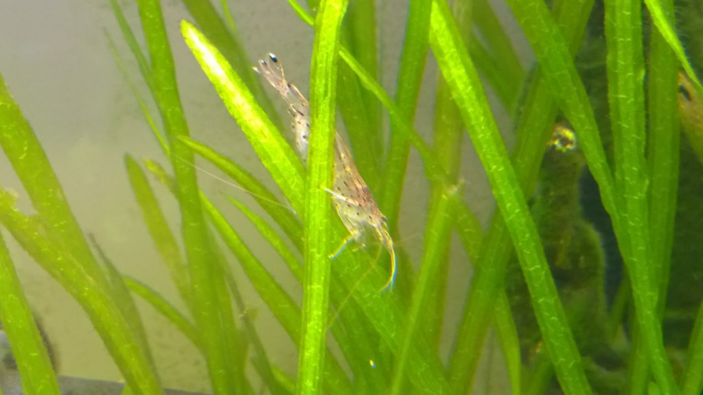 shrimp4.jpg
