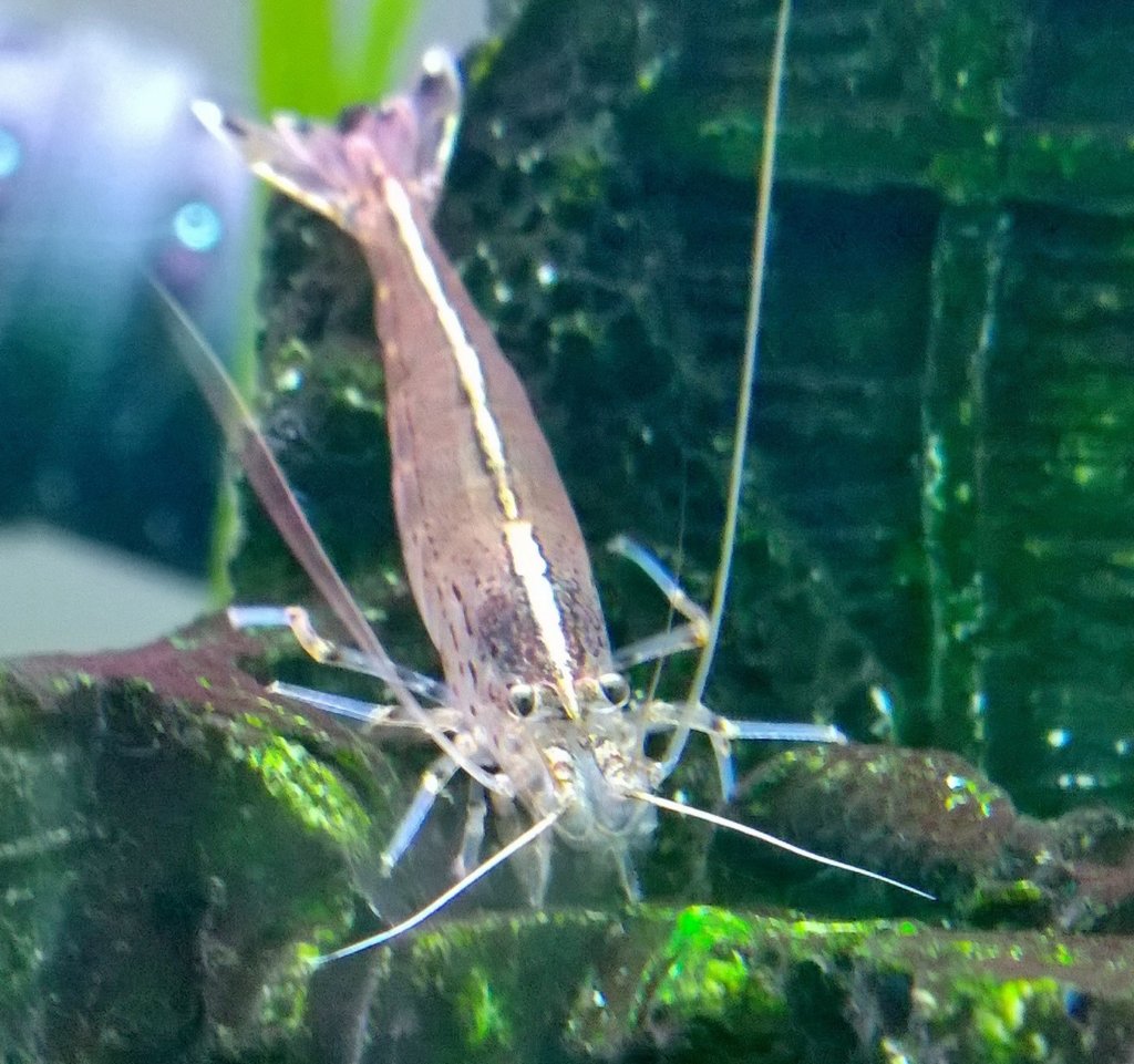 shrimp8.jpg