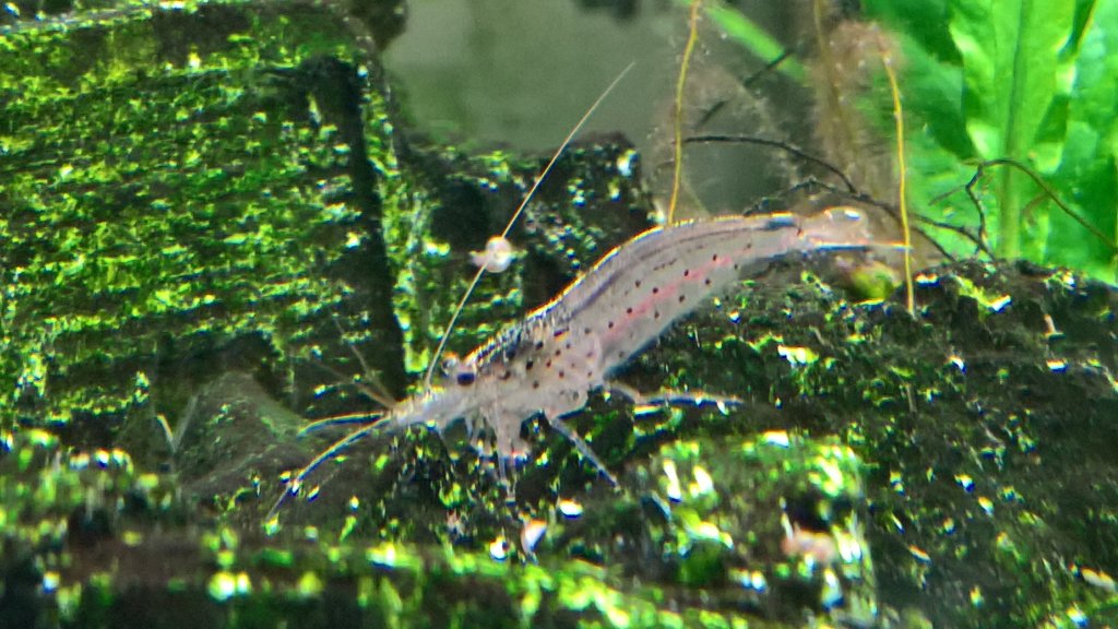 shrimp9.jpg